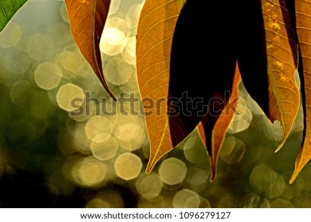 Similar – Image, Stock Photo in the morning Environment