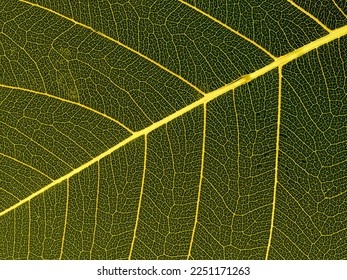 leaf texture pattern, leaf background with veins and cells - macro photography