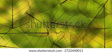 leaf texture pattern, leaf background with veins and cells - macro photography