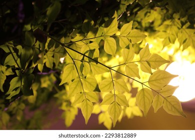 Leaf Texture and see through
