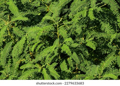 leaf texture wallpapers and backgrounds