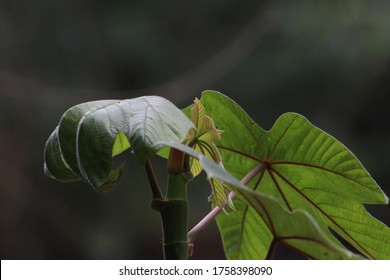 Leaf Textures From Guarumo Tree