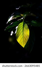 The leaf that glows in the dark