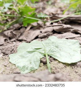A leaf that has been detached from its branches and fell asleep on the ground