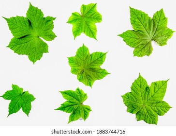 Lobed Leaf High Res Stock Images Shutterstock