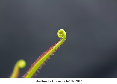 Leaf Tips Of Insectivorous Plants