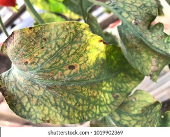 Leaf Tomato Deficiency Nutrient