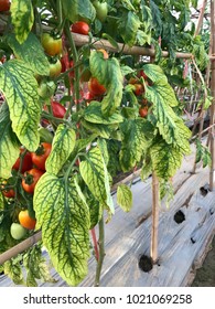 Leaf Tomato Deficiency Nutrient