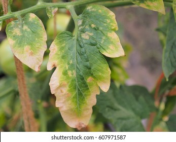 Leaf Tomato Deficiency Nutrient