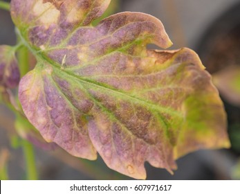 Leaf Tomato Deficiency Nutrient