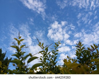 leaf touch the blue sky.