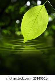 Leaf Touching The Water With Ripples