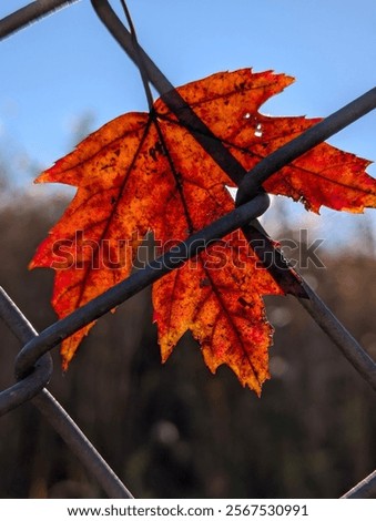 Similar – Image, Stock Photo Autumn leaves trapped on a wire mesh fence against a white background