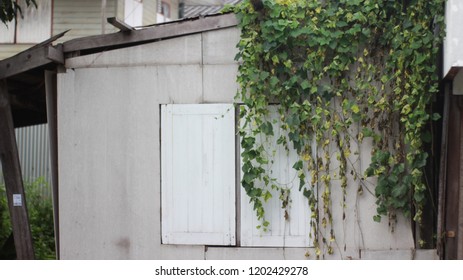 leaf and tree