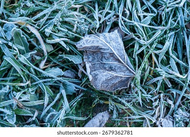A leaf of the tree has fallen on the grass during the autumn. Winter has come and the dry leaf has become covered with scales due to the low temperatures during a cold winter night.