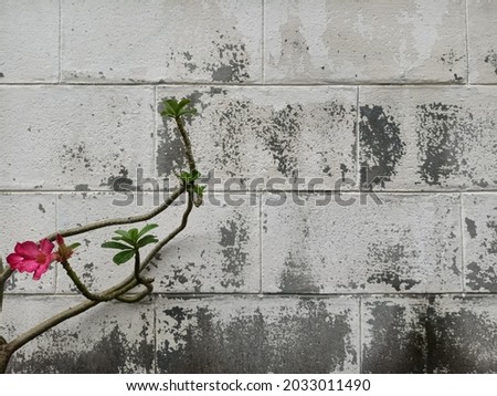 Similar – Image, Stock Photo biomass heating