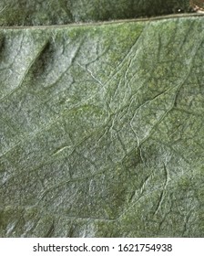 leaf of a tree with veins closeup