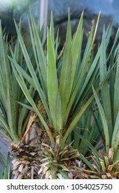 Leaf And Trunk Of Yucca Aloifolia Agavaceae Palm From Mexico