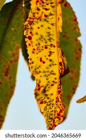 A Leaf Turning Colors At The Start Of Fall