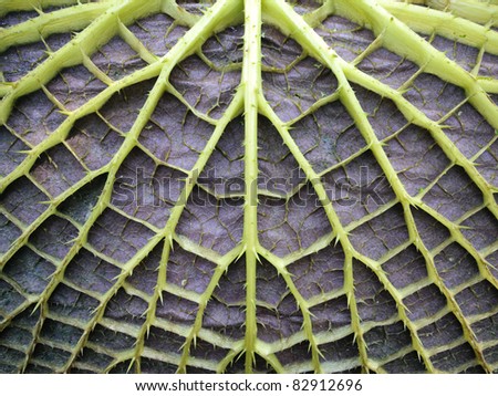 leaf underside with stable construction of victoria water lily