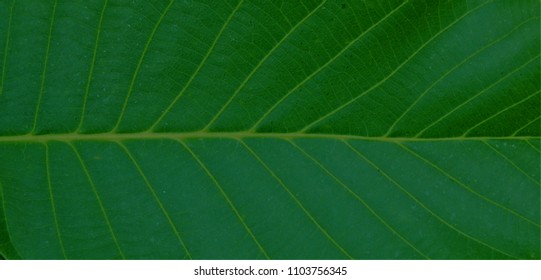 Leaf Vain Backdrop