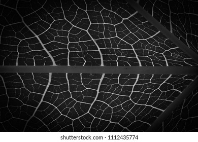 Leaf Vain In Black N White