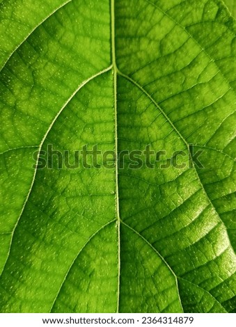 Leaf vain, bright green leaf for background, texture, wallpaper.