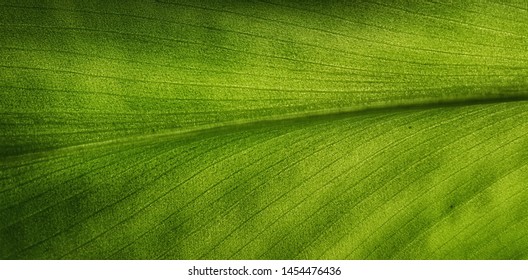 Leaf Vain Pattern Closeup Shot.