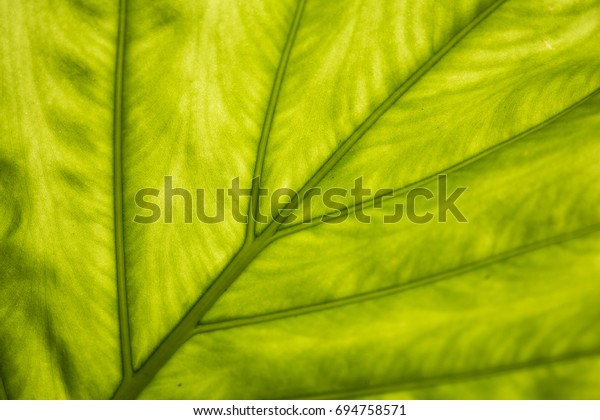 Leaf Vein in back light:\
branch vein