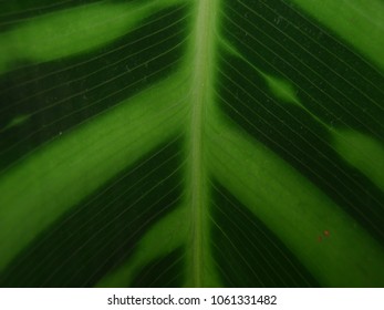 Leaf vein background