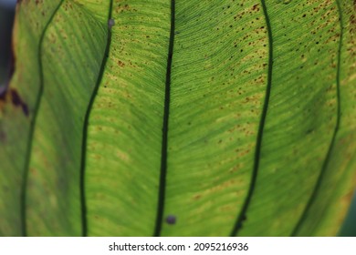 Leaf Vein Closeup Background Plant Pathology