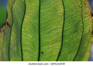 Leaf Vein Closeup Background Plant Pathology