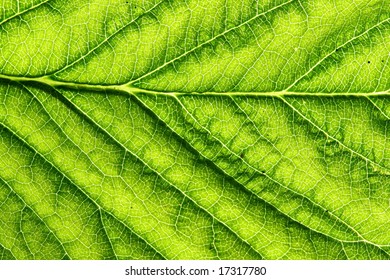 leaf vein macro