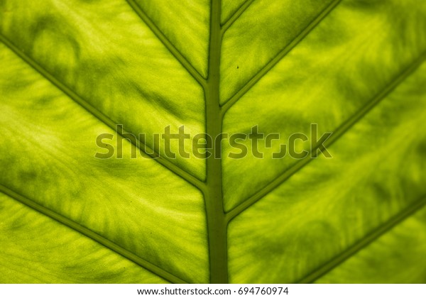 Leaf Vein: vein in\
middle