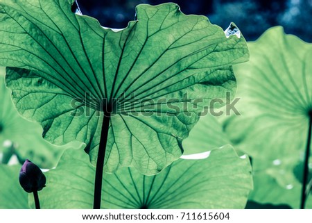 leaf vein on big green lotus leaves in water pond 