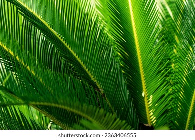 Leaf vein patterns provide a handy clue for identifying hardwood trees and shrubs, wallpapers, and home decor items with hundreds of amazing patterns created by indie makers all over the world