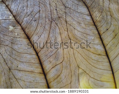 leaf vein texture, dreid leaf background