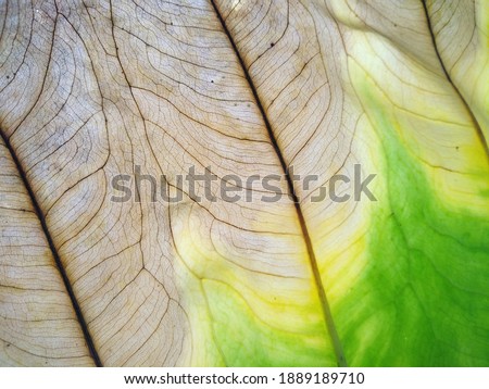 leaf vein texture, partially dreid leaf