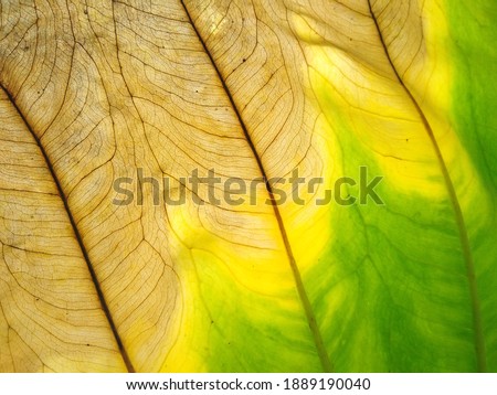 leaf vein texture, partially dreid leaf
