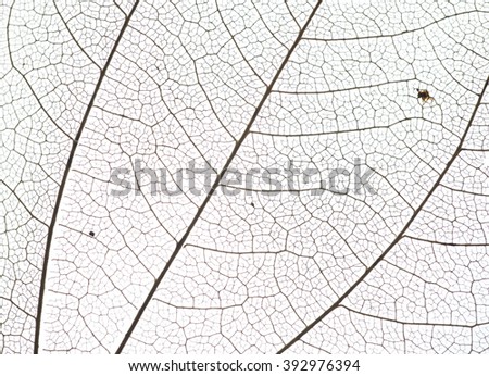leaf veins