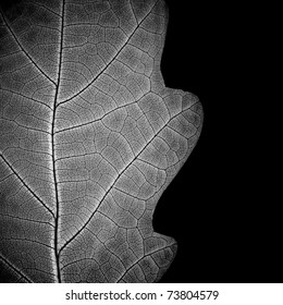 ?lose-up of leaf veins, monochrome.