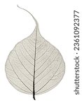 Leaf venation patterns are not voronoi based, the voronoi like result should emerge from the venation algorithm, because if you maximise the distribution of nutrients in a vascular system and minimise