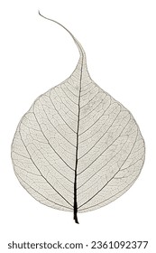 Leaf venation patterns are not voronoi based, the voronoi like result should emerge from the venation algorithm, because if you maximise the distribution of nutrients in a vascular system and minimise
