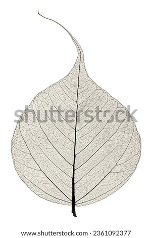 Leaf venation patterns are not voronoi based, the voronoi like result should emerge from the venation algorithm, because if you maximise the distribution of nutrients in a vascular system and minimise