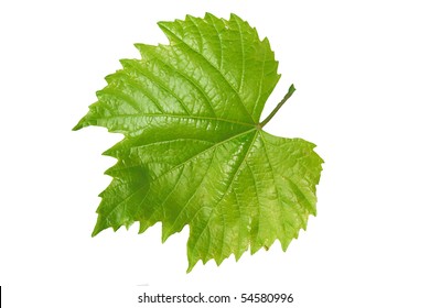 Leaf From The Vine Isolated On A White Background