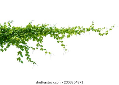 leaf vine isolates on a white background - Shutterstock ID 2303854871