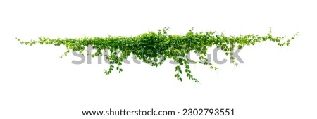 leaf vine isolates on a white background