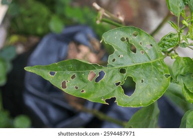 A leaf with visible bite marks, partially eaten by an insect, showcasing the interaction between plants and herbivorous insects in nature