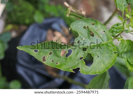 A leaf with visible bite marks, partially eaten by an insect, showcasing the interaction between plants and herbivorous insects in nature