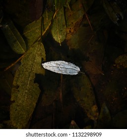 Leaf in water.